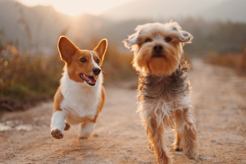 Pet relocation